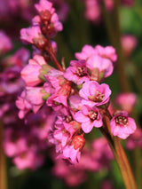 Bergenie, Bergenia cordifolia 'Eroica' kaufen im Online-Shop der Bohlken Baumschulen