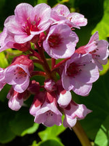 Bergenie, Bergenia cordifolia 'Herbstblüte' kaufen im Online-Shop der Bohlken Baumschulen