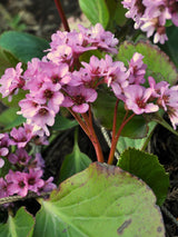 Bergenie 'Herbstblüte'