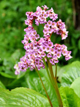 Bergenie 'Oeschberg, Bergenia cordifolia 'Oeschberg' kaufen im Online-Shop der Bohlken Baumschulen
