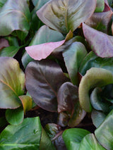 Bergenie 'Oeschberg, Bergenia cordifolia 'Oeschberg' kaufen im Online-Shop der Bohlken Baumschulen