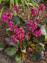 Bergenie, Bergenia cordifolia 'Pinneberg' kaufen im Online-Shop der Bohlken Baumschulen