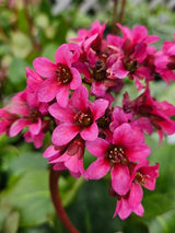 Bergenie, Bergenia cordifolia 'Pinneberg' kaufen im Online-Shop der Bohlken Baumschulen