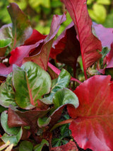 Bergenie, Bergenia cordifolia 'Pinneberg' kaufen im Online-Shop der Bohlken Baumschulen