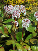 Bergenie, Bergenia cordifolia 'Silberlicht' kaufen im Online-Shop der Bohlken Baumschulen