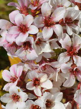 Bergenie, Bergenia cordifolia 'Silberlicht' kaufen im Online-Shop der Bohlken Baumschulen