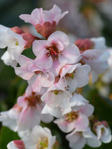 Bergenie, Bergenia cordifolia 'Harzkristall' kaufen im Online-Shop der Bohlken Baumschulen