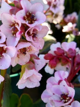 Bergenie, Bergenia cordifolia 'Harzkristall' kaufen im Online-Shop der Bohlken Baumschulen