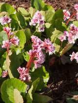 Bergenie, Bergenia cordifolia 'Harzkristall' kaufen im Online-Shop der Bohlken Baumschulen