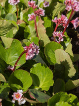 Bergenie, Bergenia cordifolia 'Harzkristall' kaufen im Online-Shop der Bohlken Baumschulen