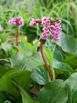Altai-Bergenie, Bergenie cordifolia kaufen im Online-Shop der Bohlken Baumschulen