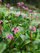 Altai-Bergenie, Bergenie cordifolia kaufen im Online-Shop der Bohlken Baumschulen