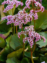 Altai-Bergenie, Bergenie cordifolia kaufen im Online-Shop der Bohlken Baumschulen