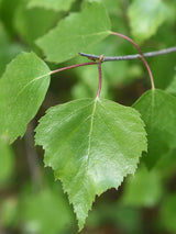 Lollypop-Birke 'Magical Globe' ®, Betula pendula 'Magical Globe' ® kaufen im Online-Shop der Bohlken Baumschulen