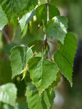 Trauerbirke, Hängebirke, Sandbirke, Betula pendula 'Youngii' kaufen im Online-Shop der Bohlken Baumschulen