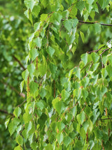 Trauerbirke, Hängebirke, Sandbirke, Betula pendula 'Youngii' kaufen im Online-Shop der Bohlken Baumschulen