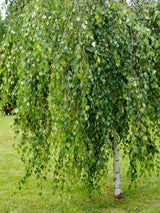 Trauerbirke, Hängebirke, Sandbirke, Betula pendula 'Youngii' kaufen im Online-Shop der Bohlken Baumschulen