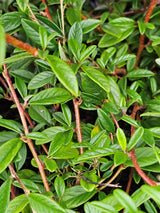 Kriechmispel 'Parkteppich', Cotoneaster salicifolius 'Parkteppich' kaufen im Online-Shop der Bohlken Baumschulen