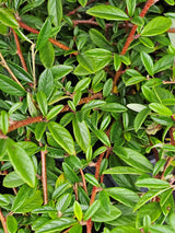 Kriechmispel 'Parkteppich', Cotoneaster salicifolius 'Parkteppich' kaufen im Online-Shop der Bohlken Baumschulen