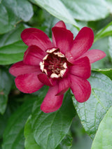 Gewürzstrauch, Calycanthus x raulstonii 'Aphrodite' kaufen im Online-Shop der Bohlken Baumschulen