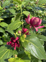 Gewürzstrauch, Calycanthus x raulstonii 'Aphrodite' kaufen im Online-Shop der Bohlken Baumschulen