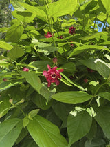 Gewürzstrauch, Calycanthus x raulstonii 'Aphrodite' kaufen im Online-Shop der Bohlken Baumschulen