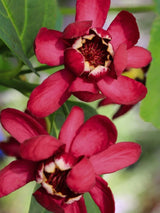 Gewürzstrauch, Calycanthus x raulstonii 'Aphrodite' kaufen im Online-Shop der Bohlken Baumschulen