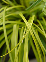 Gartensegge, Carex oshimensis 'Everillo' kaufen im Online-Shop der Bohlken Baumschulen