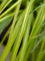 Gartensegge, Carex oshimensis 'Everillo' kaufen im Online-Shop der Bohlken Baumschulen
