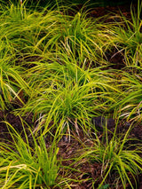 Gartensegge, Carex oshimensis 'Everillo' kaufen im Online-Shop der Bohlken Baumschulen