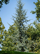 Blaue Atlas-Zeder, Cedrus libani 'Glauca', Cedrus atlantica 'Glauca' kaufen im Online-Shop der Bohlken Baumschulen