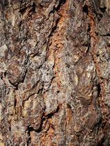 Blaue Atlas-Zeder, Cedrus libani 'Glauca', Cedrus atlantica 'Glauca' kaufen im Online-Shop der Bohlken Baumschulen