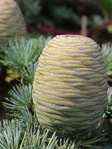 Blaue Atlas-Zeder, Cedrus libani 'Glauca', Cedrus atlantica 'Glauca' kaufen im Online-Shop der Bohlken Baumschulen