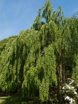 Hängender Katsurabaum, Kuchenbaum, Judasblatt, Cercidiphyllum japonicum 'Pendulum' kaufen im Online-Shop der Bohlken Baumschulen