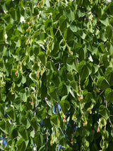 Hängender Katsurabaum, Kuchenbaum, Judasblatt, Cercidiphyllum japonicum 'Pendulum' kaufen im Online-Shop der Bohlken Baumschulen