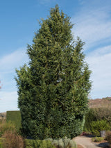 Blaue Säulen-Zypresse, Chamaecyparis lawsoniana 'Columnaris' kaufen im Online-Shop nder Bohlken Baumschulen