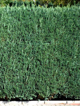 Blaue Säulen-Zypresse, Chamaecyparis lawsoniana 'Columnaris' kaufen im Online-Shop nder Bohlken Baumschulen