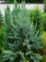 Blaue Säulen-Zypresse, Chamaecyparis lawsoniana 'Columnaris' kaufen im Online-Shop nder Bohlken Baumschulen