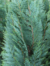 Blaue Säulen-Zypresse, Chamaecyparis lawsoniana 'Columnaris' kaufen im Online-Shop nder Bohlken Baumschulen