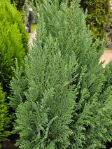 Kegel-Zypresse, Chamaecyparis lawsoniana 'Ellwoodii' kaufen im Online-Shop der Bohlken Baumschulen