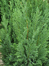 Kegel-Zypresse, Chamaecyparis lawsoniana 'Ellwoodii' kaufen im Online-Shop der Bohlken Baumschulen