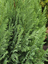 Kegel-Zypresse, Chamaecyparis lawsoniana 'Ellwoodii' kaufen im Online-Shop der Bohlken Baumschulen