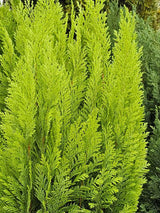 Kegel-Zypresse, Chamaecyparis lawsoniana 'Ellwood's Empire' kaufen im Online-Shop der Bohlken Baumschulen