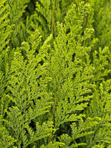 Kegel-Zypresse, Chamaecyparis lawsoniana 'Ellwood's Empire' kaufen im Online-Shop der Bohlken Baumschulen