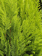Kegel-Zypresse, Chamaecyparis lawsoniana 'Ellwood's Empire' kaufen im Online-Shop der Bohlken Baumschulen