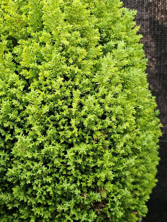 Gelbe Kegel-Zypresse, Chamaecyparis lawsoniana 'Ellwood's Golden Pillar' kaufen im Online-Shop der Bohlken Baumschulen