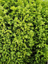 Gelbe Kegel-Zypresse, Chamaecyparis lawsoniana 'Ellwood's Golden Pillar' kaufen im Online-Shop der Bohlken Baumschulen