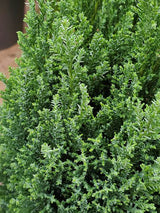 Kegel-Zypresse, Chamaecyparis lawsoniana 'Ellwood's Pillar' kaufen im Online-Shop der Bohlken Baumschulen