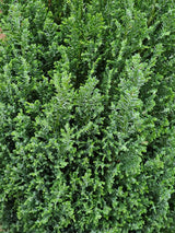 Kegel-Zypresse, Chamaecyparis lawsoniana 'Ellwood's Pillar' kaufen im Online-Shop der Bohlken Baumschulen