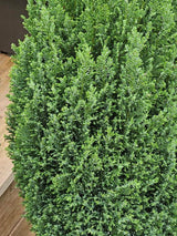 Kegel-Zypresse, Chamaecyparis lawsoniana 'Ellwood's Pillar' kaufen im Online-Shop der Bohlken Baumschulen